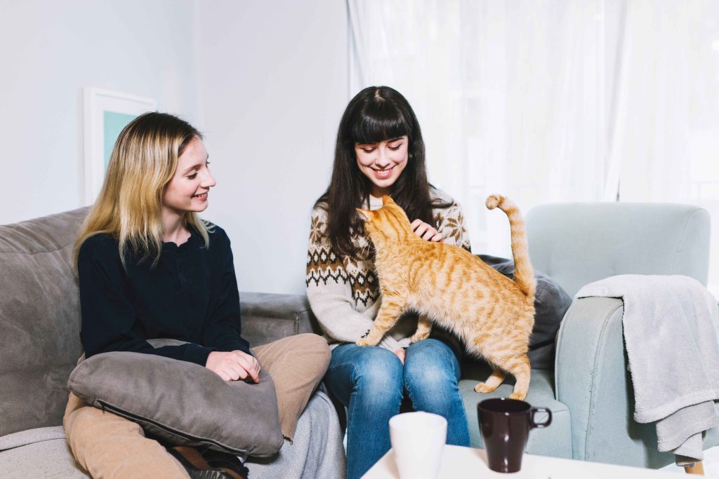 Why Regular Cat Grooming in Dubai Is Essential for Your Pet’s Health