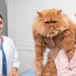 Why Regular Cat Grooming in Dubai Is Essential for Your Pet’s Health